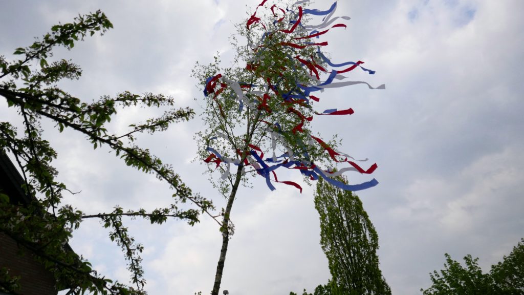 Spitze eines Maibaum. Daran hängen Bänder in den Fischenicher Farben blau, weiß und rot. 